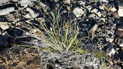 Carex nardina