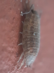 Porcellium collicola