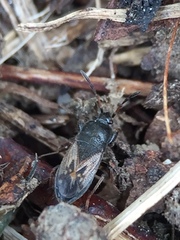 Megalonotus sabulicola