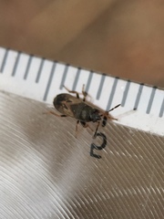 Megalonotus sabulicola