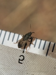 Megalonotus sabulicola