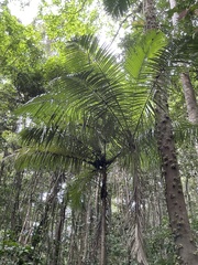 Archontophoenix alexandrae