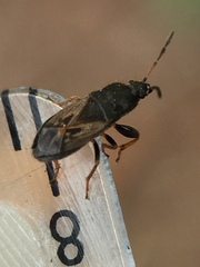 Megalonotus sabulicola