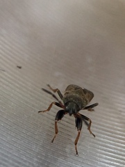 Megalonotus sabulicola