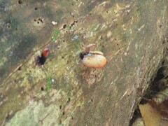 Cryptoporus volvatus