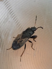 Megalonotus sabulicola