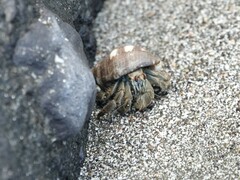 Coenobita compressus