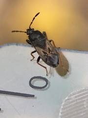 Megalonotus sabulicola