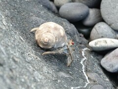 Coenobita compressus