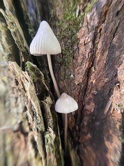 Mycena galericulata