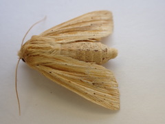 Ichneutica semivittata