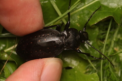 Carabus hortensis