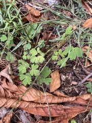 Aquilegia canadensis