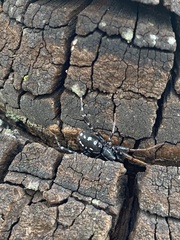 Nyssus coloripes