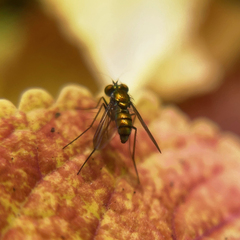Condylostylus comatus