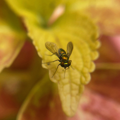 Condylostylus comatus