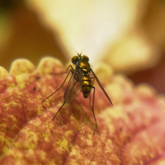 Condylostylus comatus