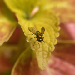 Condylostylus comatus