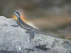 Basiliscus basiliscus