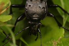 Carabus hortensis