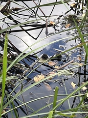 Sparganium eurycarpum