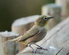 Zosterops pallidus