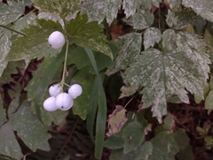Actaea rubra neglecta