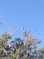 Artemisiospiza belli