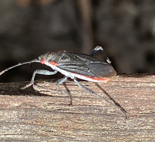 iNaturalist observation photo of Red-shouldered Bug
