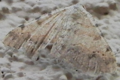 Digrammia