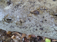 Alyxoria varia
