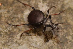 Cychrus attenuatus