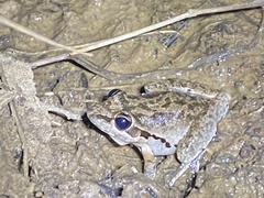 Litoria latopalmata