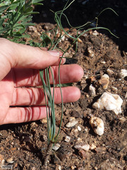 Gethyllis verticillata