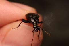 Cychrus attenuatus