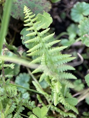 Athyriaceae
