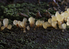 Calocera glossoides
