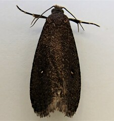 Cryptaspasma querula