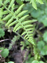 Athyriaceae