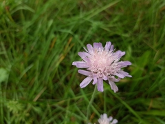 Knautia