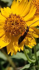 Chauliognathus limbicollis