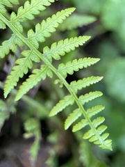 Athyriaceae