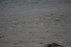 Plectrophenax nivalis