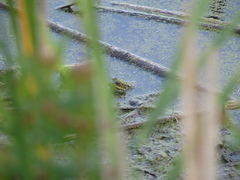 Lithobates clamitans