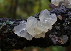 Tremella
