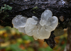Tremella