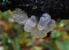 Tremella