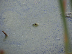 Lithobates clamitans