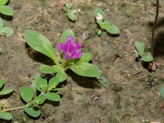Nama parvifolia