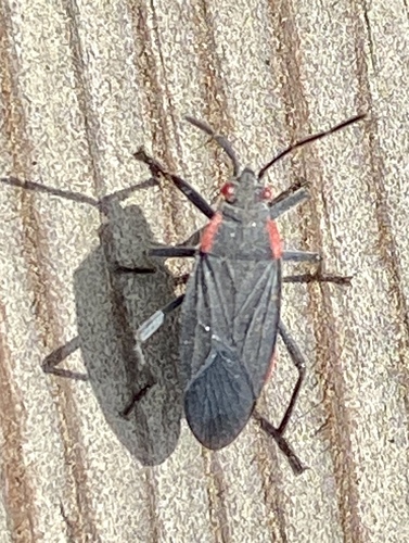 iNaturalist observation photo of Red-shouldered Bug